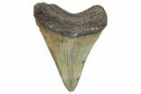 Juvenile Megalodon Tooth - South Carolina #359024-1